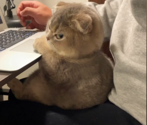 a small cat in front of a laptop looking back towards the camera with eyes squinted giving her an apparent angry expression