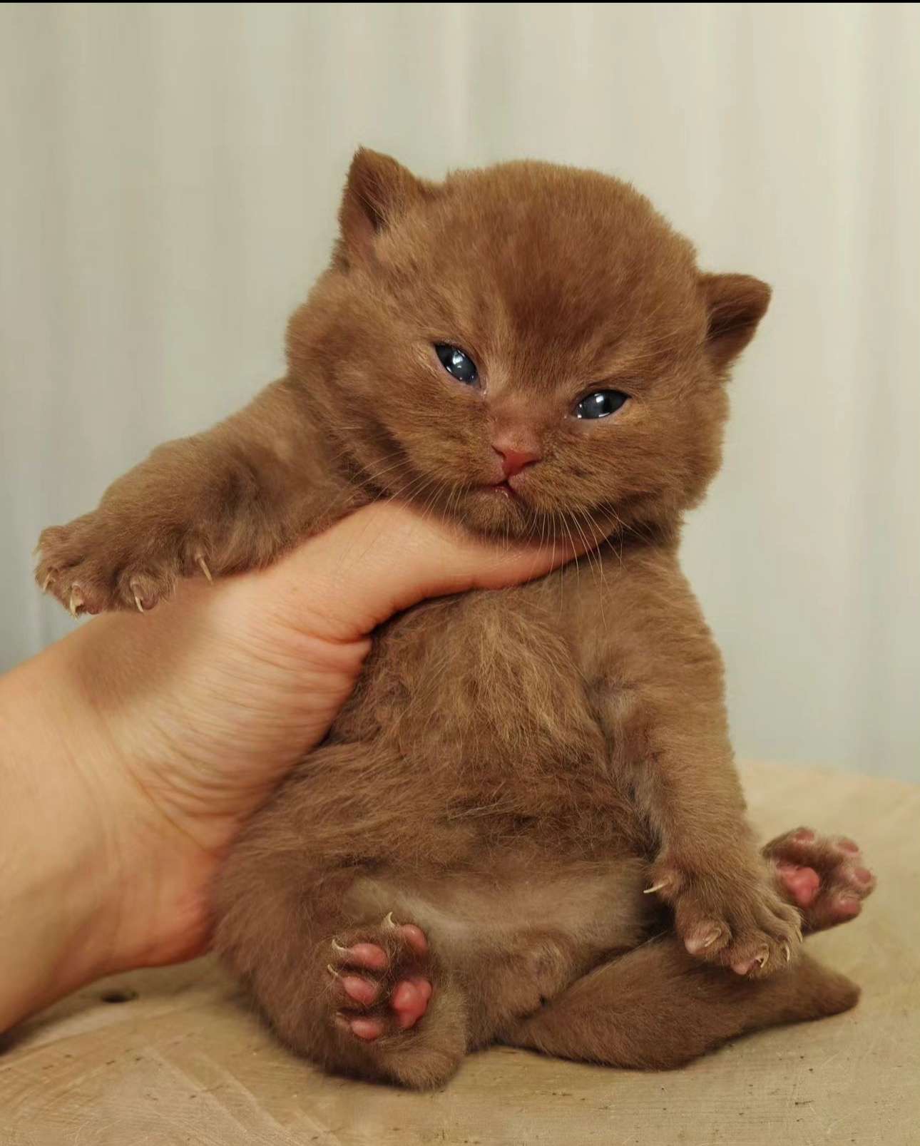 baby kitten being held looking at the camera, he kind of looks like a baby bear