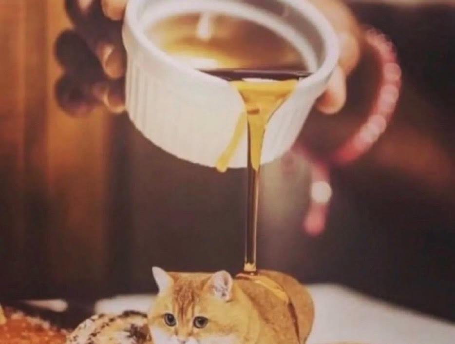 a woman's hand holding a small bowl of syrup pouring it onto a cat who is sitting on pancakes, the image is cut off above the cats legs