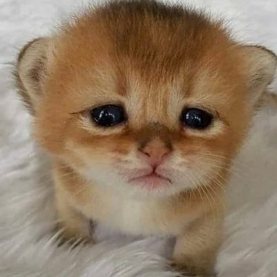 small orange kitten who has large black eyes and seems somewhat sad