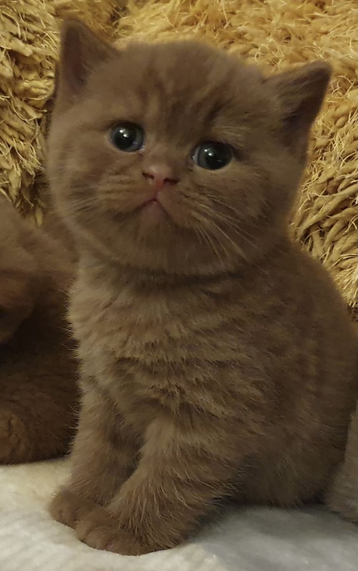 little brown kitten sitting politely