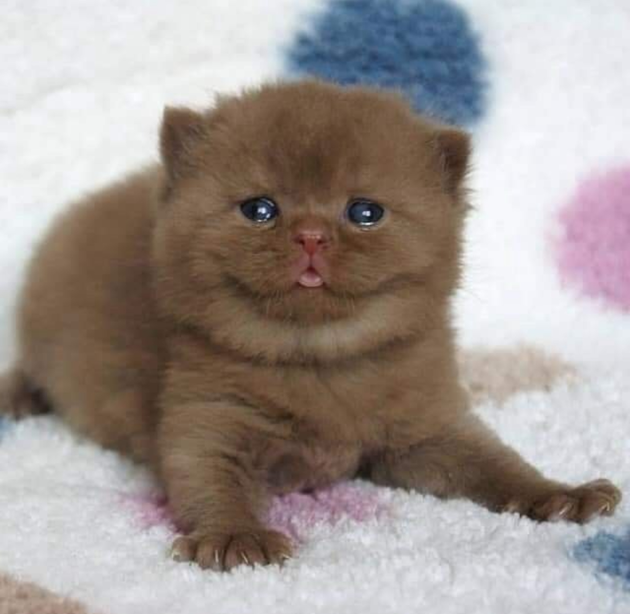 adorable little brown kitten with her tongue out in a u shape