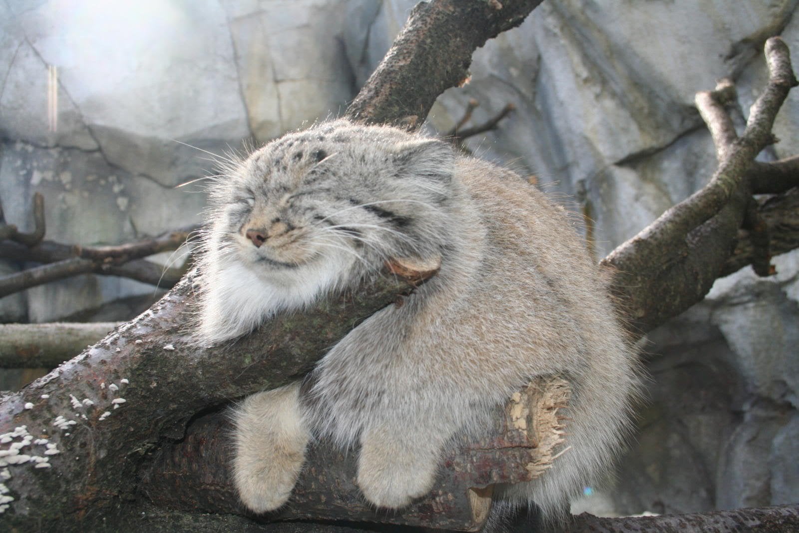 manul in a tree looking very tranquil