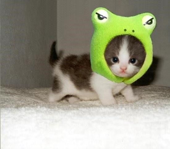 little cat with frog hat