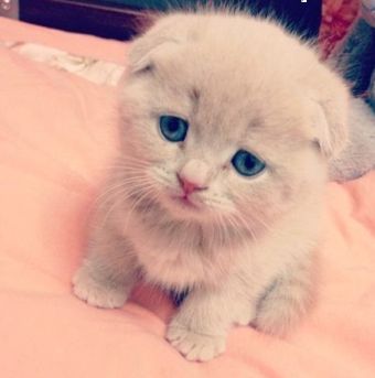 small lilac colored scottish fold kitten with blue eyes a pink background