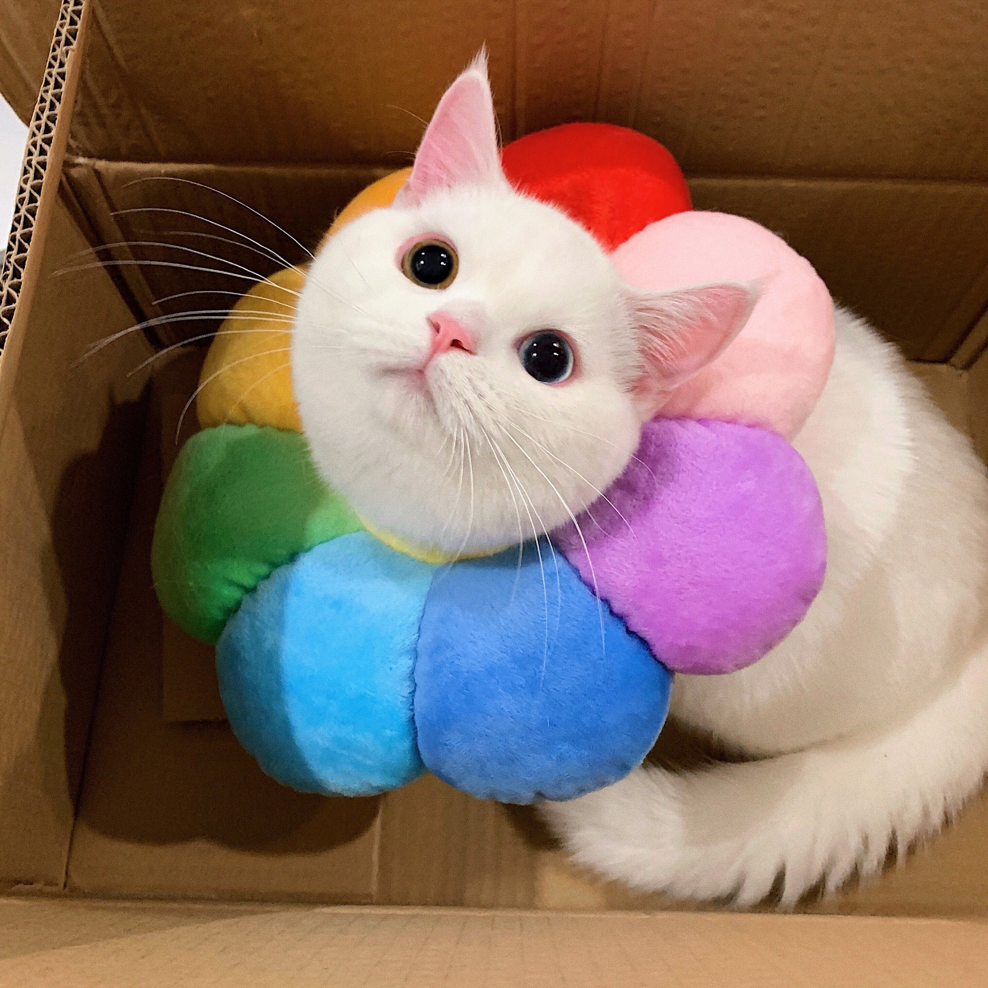 white cat in a box with heterochromia and a rainbow coloured ring around his neck