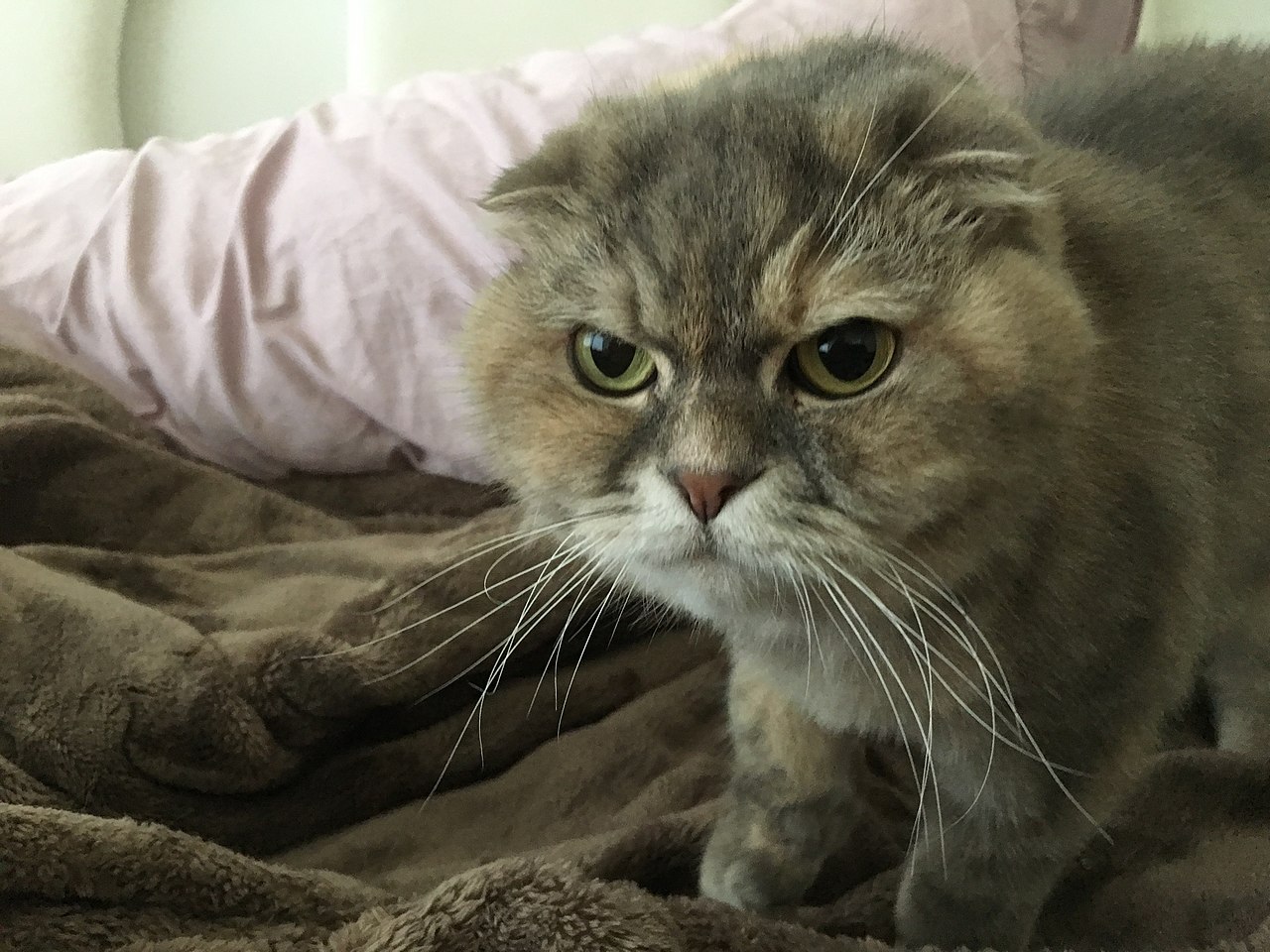 female domestic scottish fold