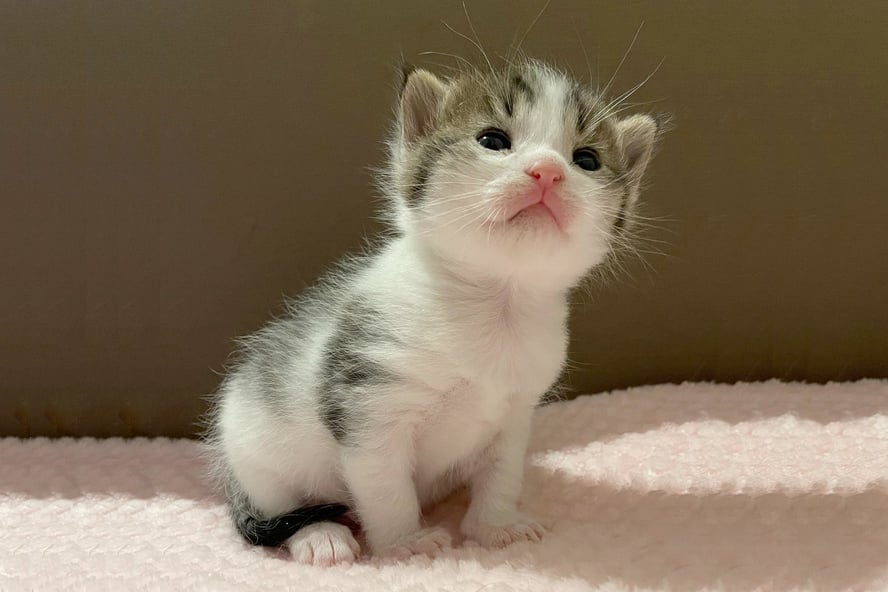 sweet baby white kitten with some grey and black fur as well...