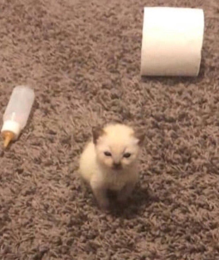 baby kitten sitting next to toilet paper roll and a baby bottle