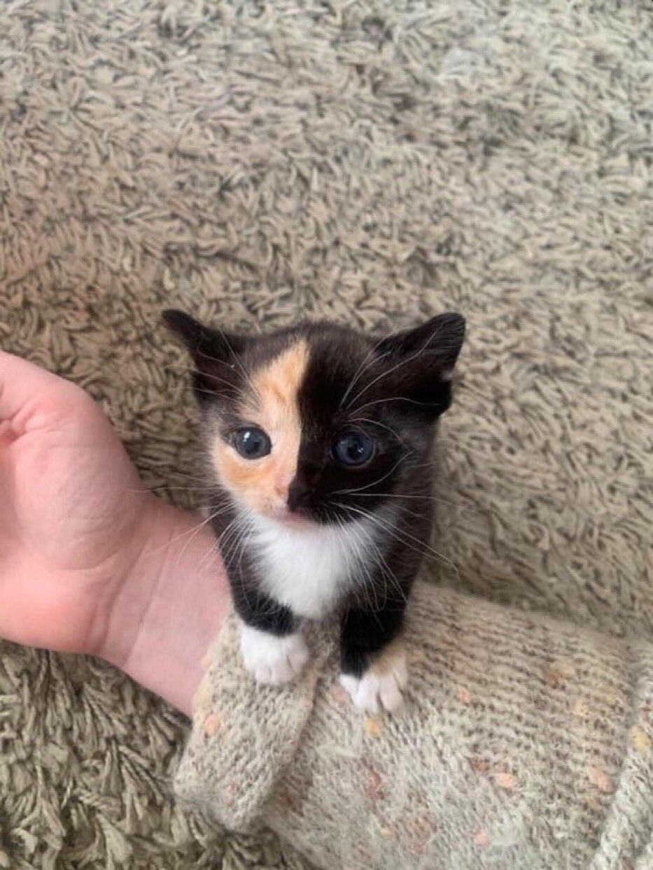 half black half orange baby kitten