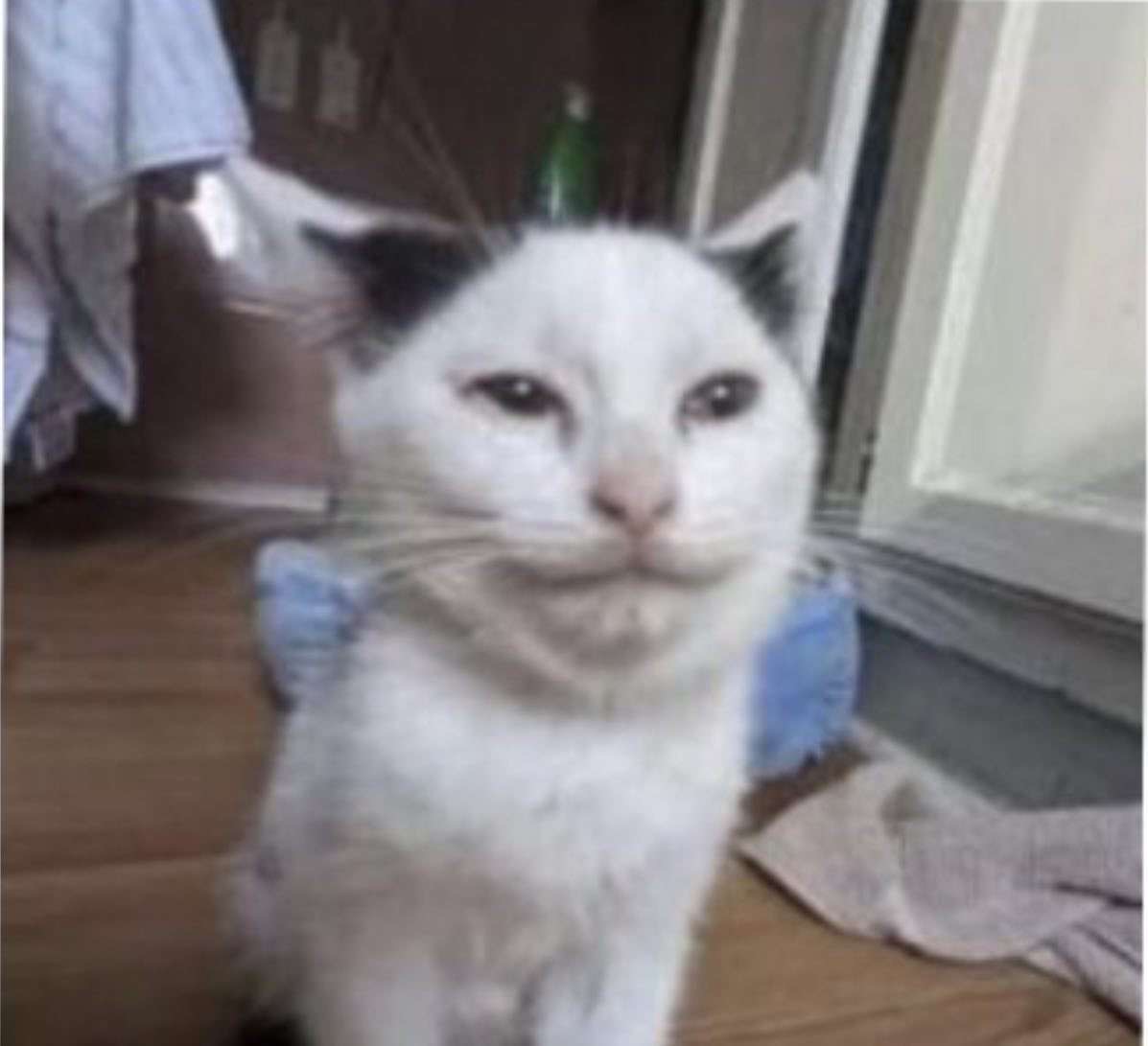 cat with a super weird expression