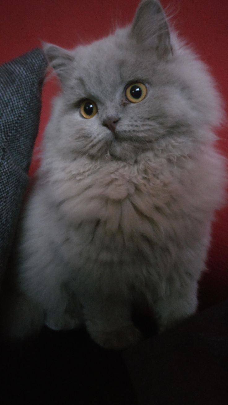 sweet little fluffy grey cat