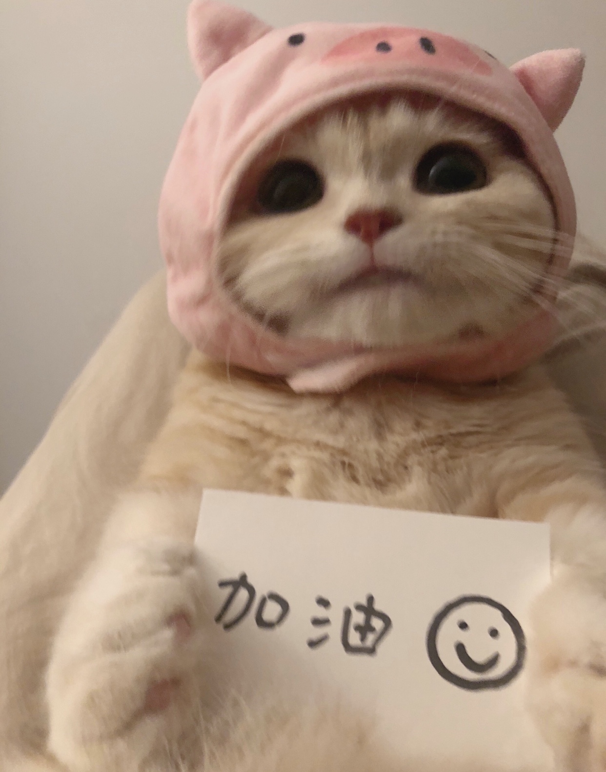 small cat with pig hat holding a sign