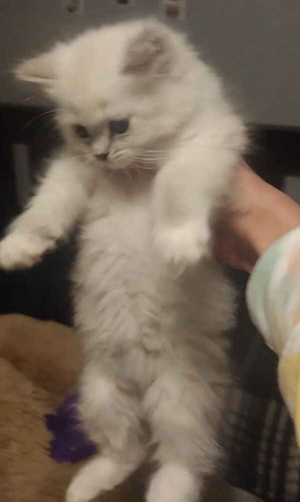 small fluffy white kitten being help from under their front legs