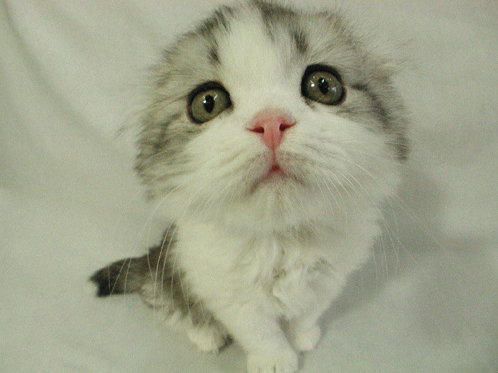 a cat with a wide eyed expression looking up at the camera, he is grey and white with large green eyes