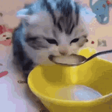 small cat drinking milj