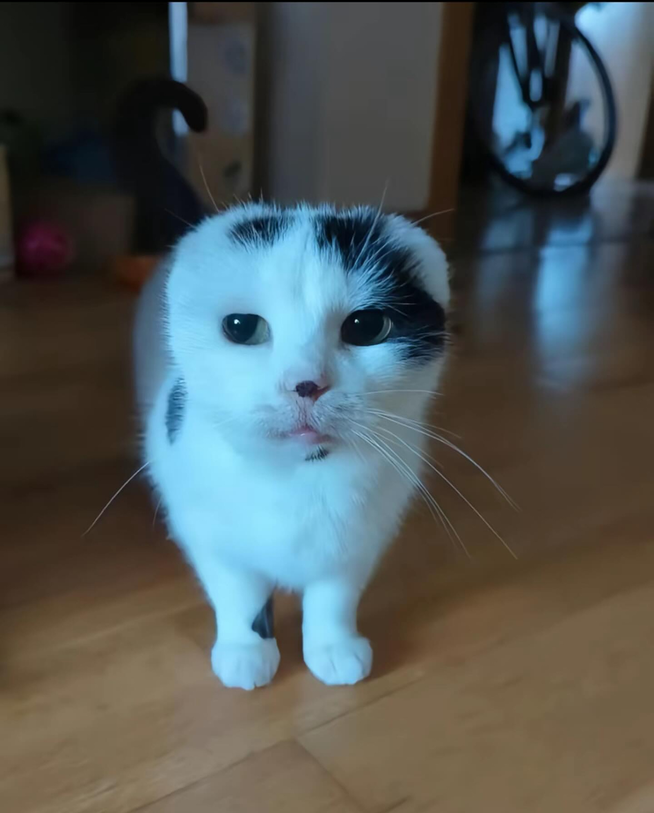 white cat with black spots looking at the camera with ears down