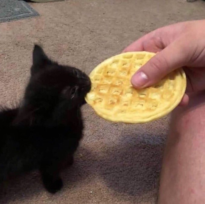 small cat eating a little pizza