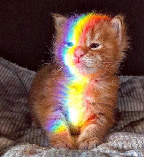 a small orange cat on a striped blanket who appear to be squinting their eyes. There is a rainbow being projected on the right side of his face and body.