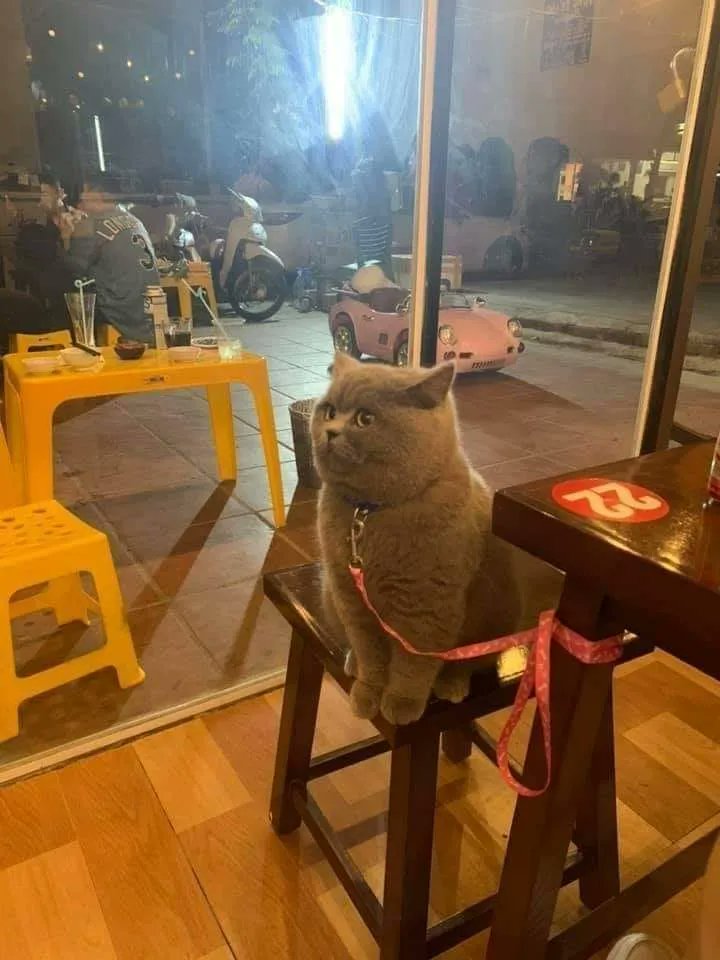 grey cat on a bar stool with very uniform length fur giving them the appearance of being smooth