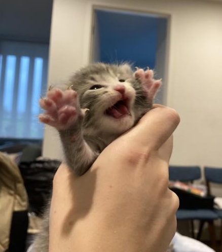 a small grey and white cat held vertically in a persons hand