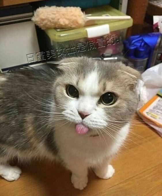 angry sticking out tongue cat